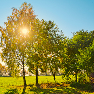 Gedenkbaum-Gruppe von  für Karina Ludescher 