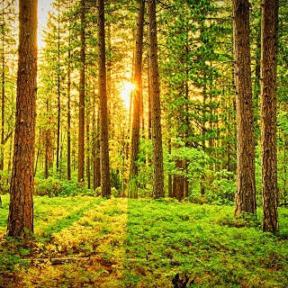 Produkt Bild Gedenkbaum